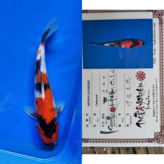Showa import Isa