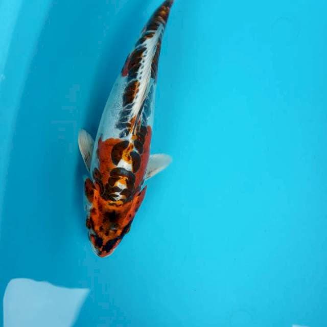 Kujaku ring