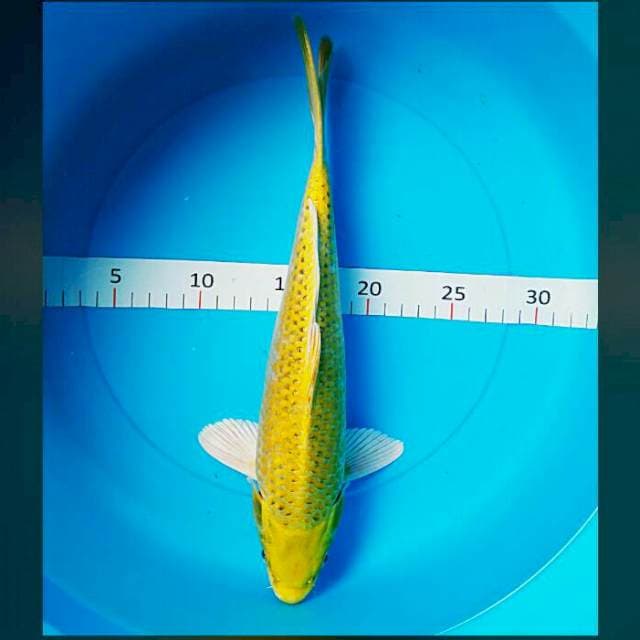 Yamabuki ogon 32cm