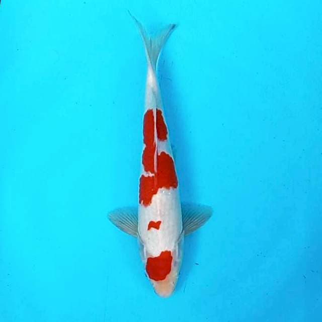 Kohaku # 32cm