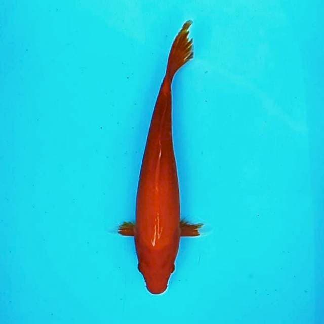 Hajiro Merah # 30cm