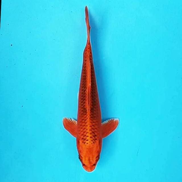 Aka Matsuba Bersih # 26cm