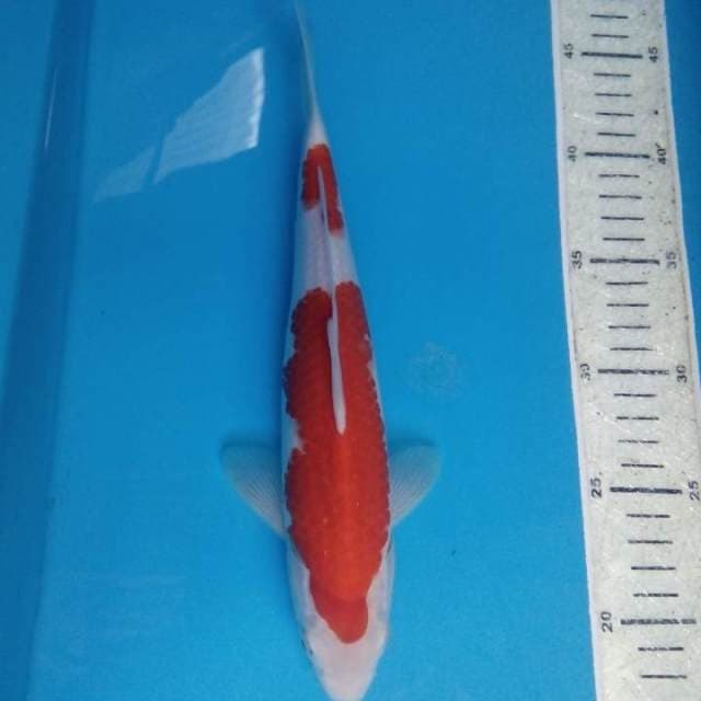 Kohaku
