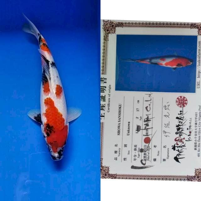 Showa Isa import