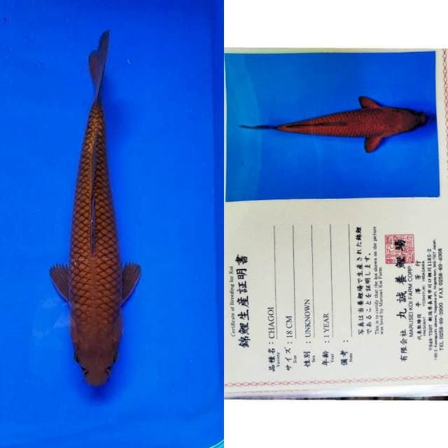 Chagoi import marusei