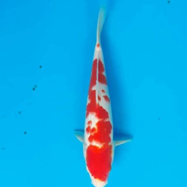 Kohaku 27cm
