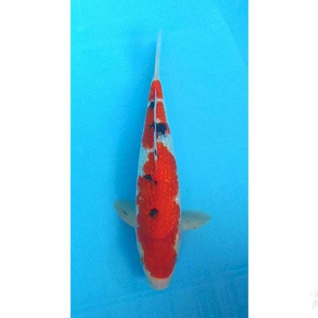 SKB SANKE FULLGIN 33CM