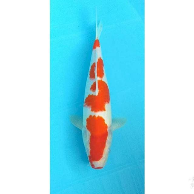 SKB YONDAN KOHAKU 34CM