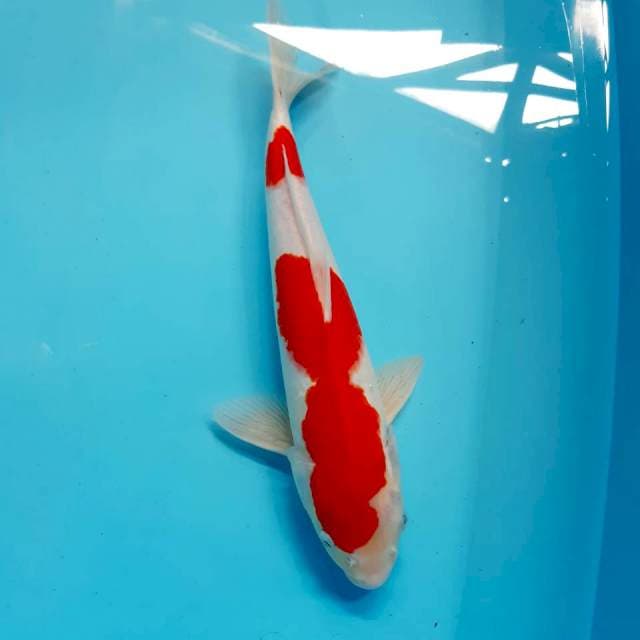 Kohaku male 35 cm mening