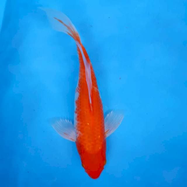 Sleyer 38 cm