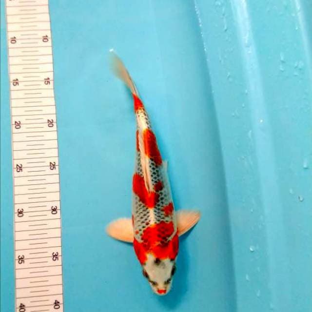 male good hikari 30bu