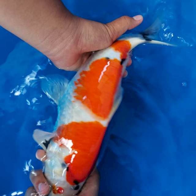 SHOWA STEP 3 TATEGOI MALE 37CM