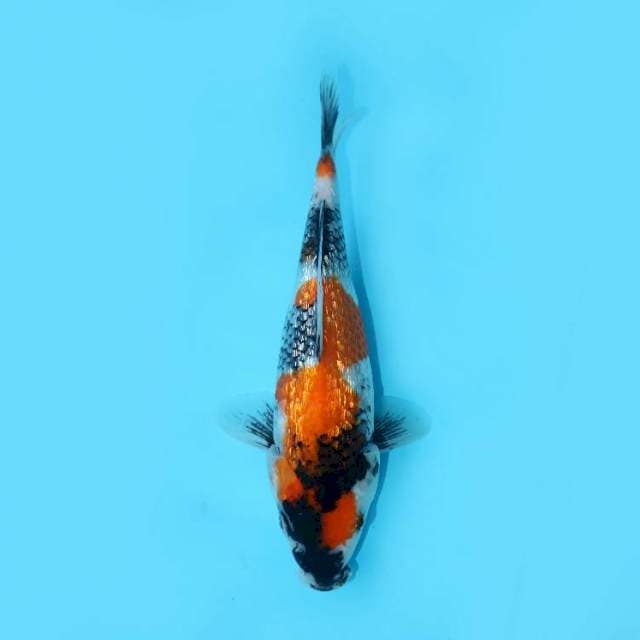 SHOWA GINRIN 26 CM FEMALE