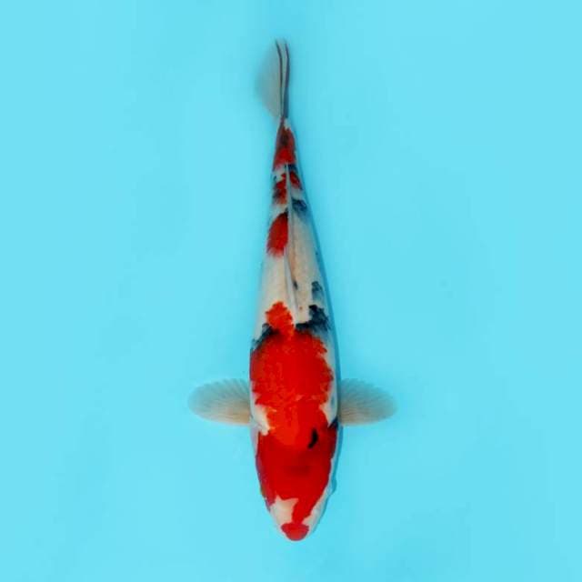 JUMBO SHOWA TATEGOI 52 CM FEMALE