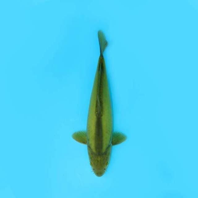 MIDORI DOITSU 34 CM MALE
