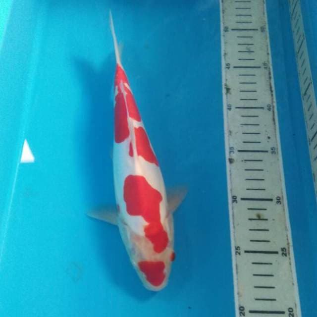 Kohaku Doitsu Murni, Jantan 28 cm