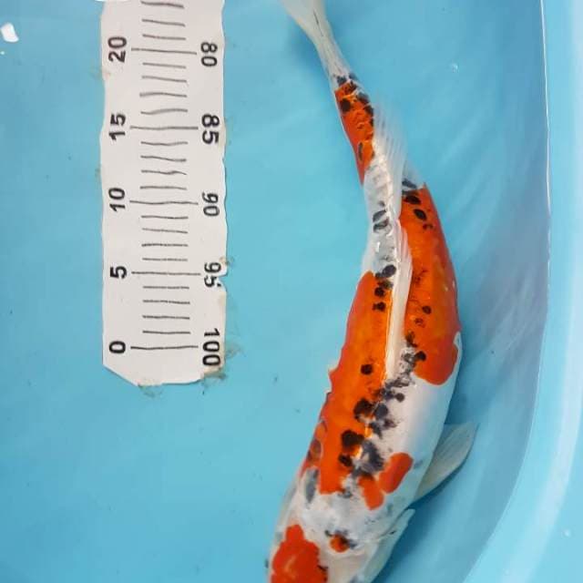 Kujaku Doitsu +-45cm