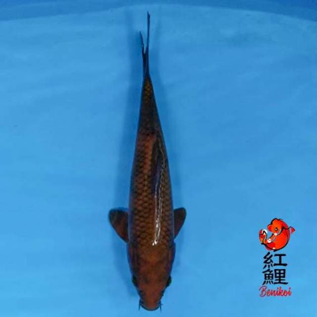 Chagoi 32cm