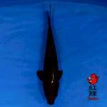 Chagoi 32cm