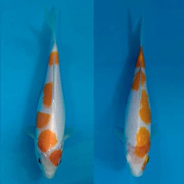 Kohaku couple 25cm