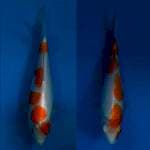 Kohaku couple 25cm