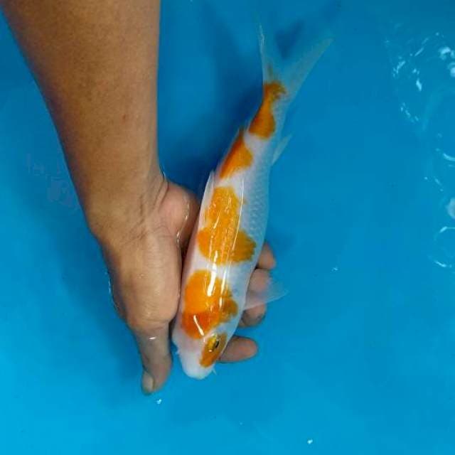 Kohaku couple 25cm