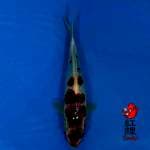 Goromo 25cm