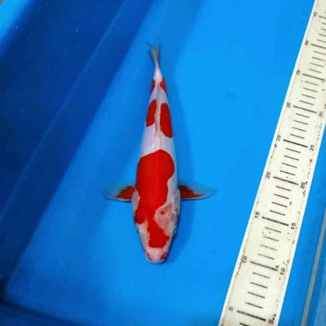 Kohaku doitsu motoaka unik 