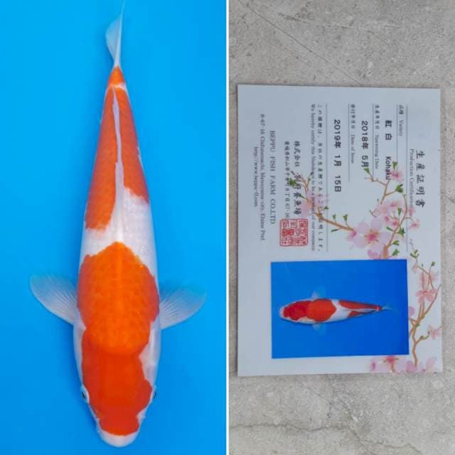 Beppu kohaku 38cm serti