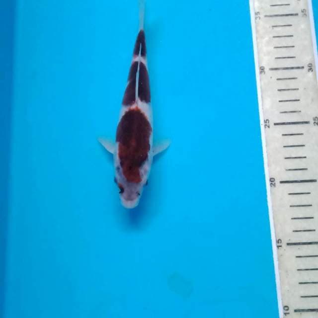Goromo, 19 cm