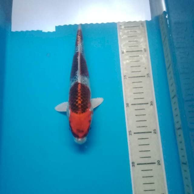Goshiki, 25 cm