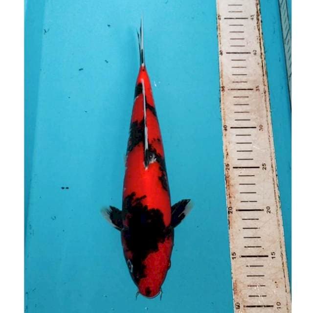 Super Hi Showa SQ - MALE 32cm