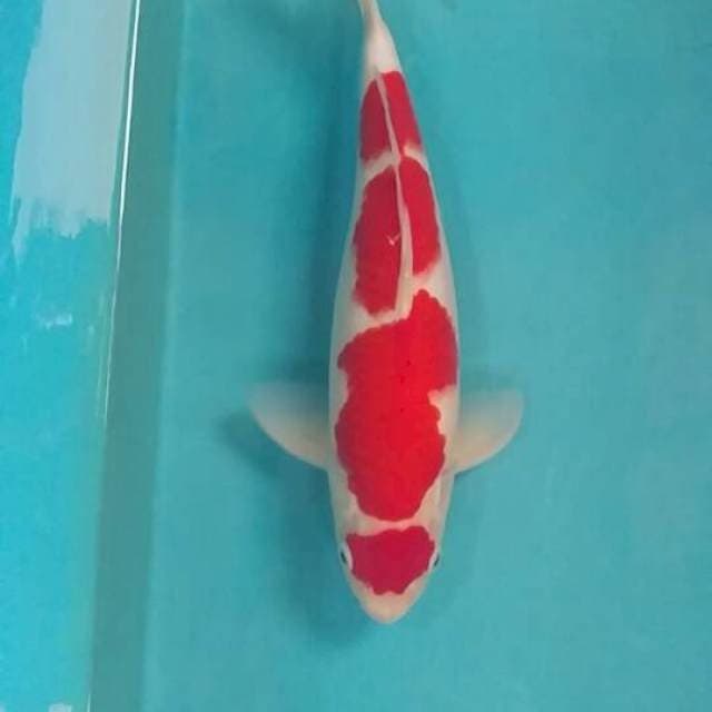 KOHAKU