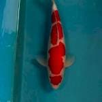 KOHAKU 
