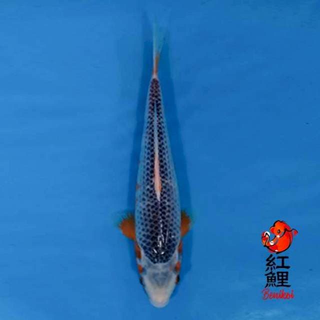 F1 Asagi 30cm