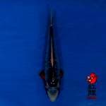 F1 Asagi 30cm