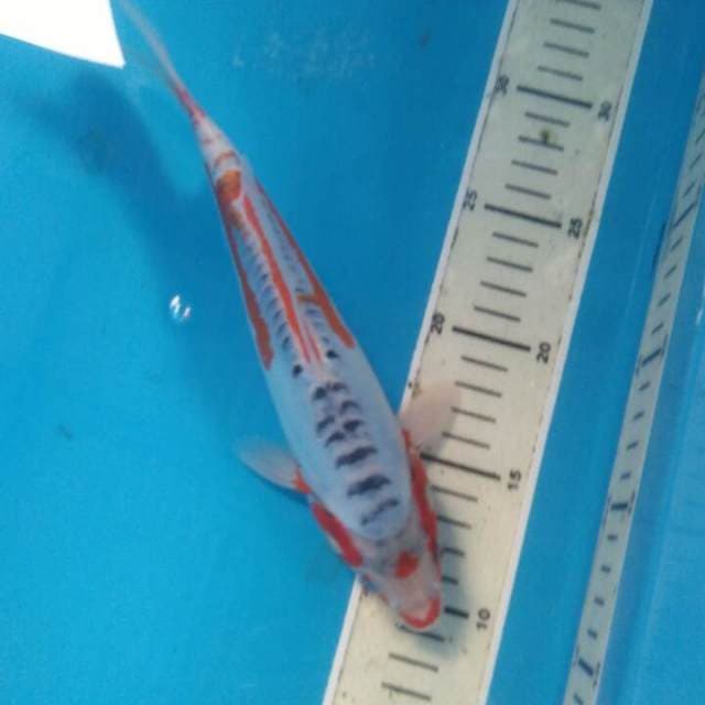 Hana Shusui 24 cm