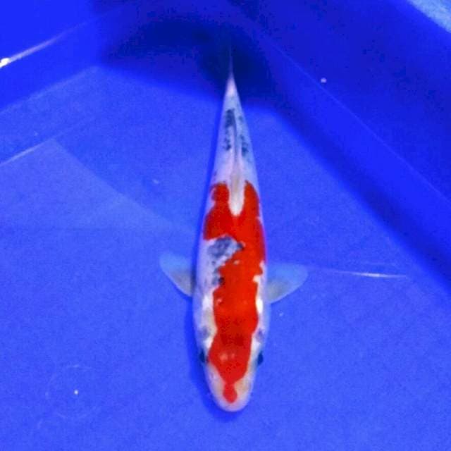 Goshiki merah merona