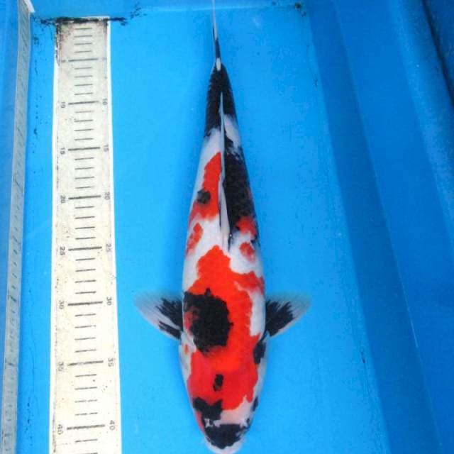Showa Shanshoku -40 cm
