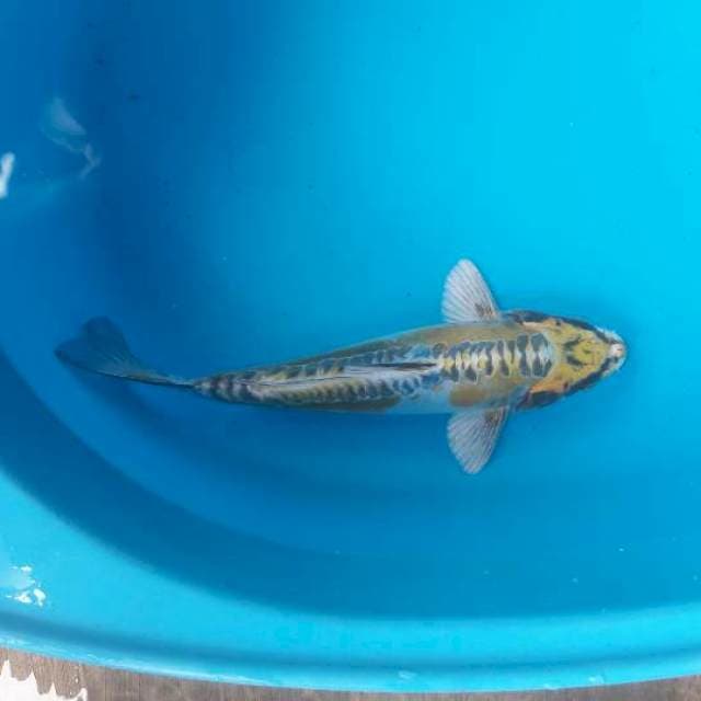 Kiko 26