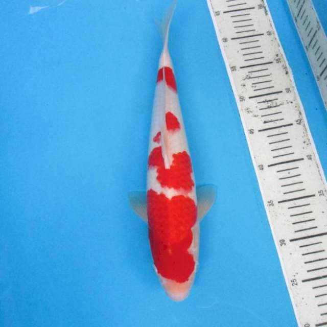 Male Kohaku. 40 cm