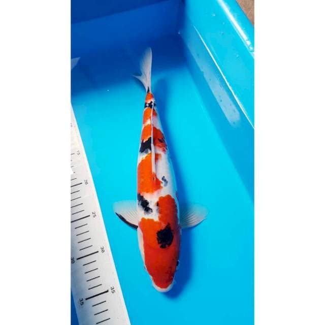 TAISHO SANKE 35cm MALE