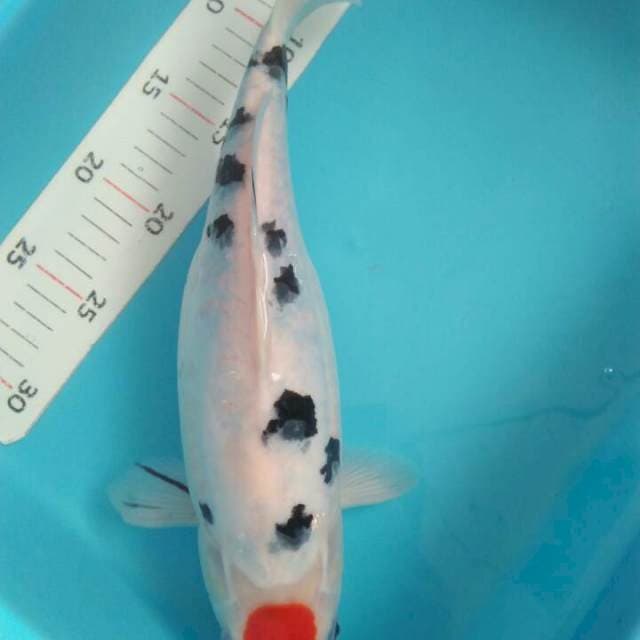 30 cm tanco sanke