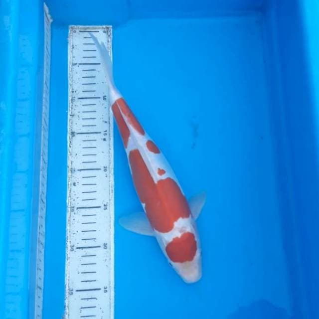 Kohaku doot murni 34cm