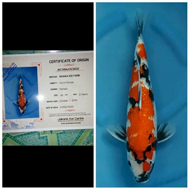 Okawa Jumbo Female Showa Ginrin