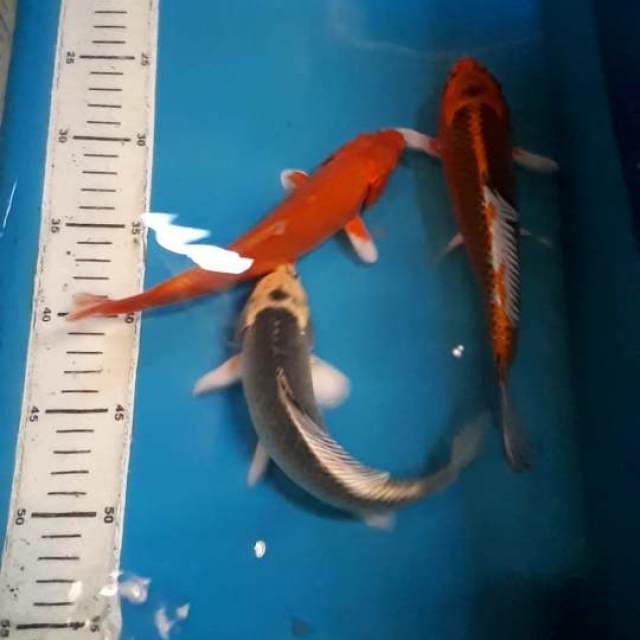 AKA HAJIRO KUJAKU 20 SAMPAI 22 CM