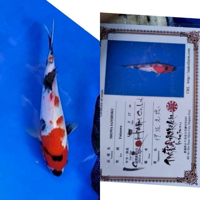 Showa Isa koi farm