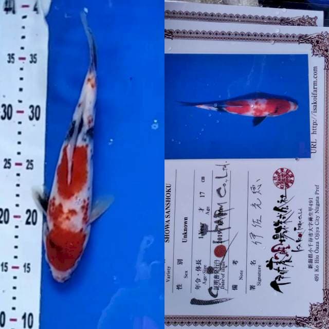 Showa Isa koi farm