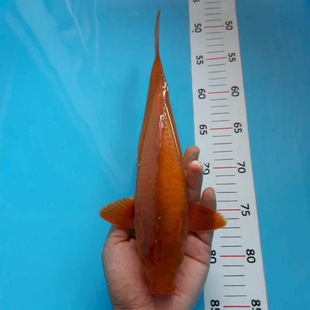 Tembaga*31cm