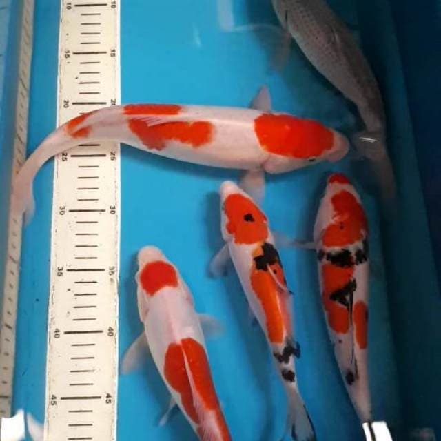 KOHAKU SANKE SURAGOI 22 SAMPAI 32 CM